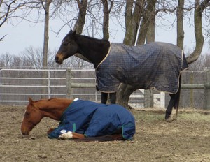 Lundberg-Horses-resting-2011